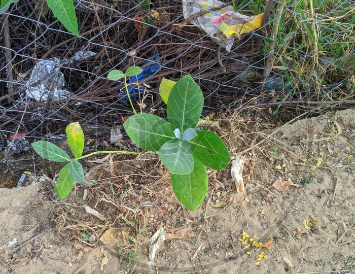 Aak Plant, Scientifically Called Calotropis Gigantea. 'Aak' Is Also Called 'Madar'. The Two Species- Red And White, Are Highly Beneficial From An Ayurvedic Point Of View. ... Its Leaves