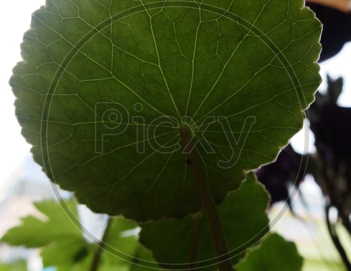 Leaf backside