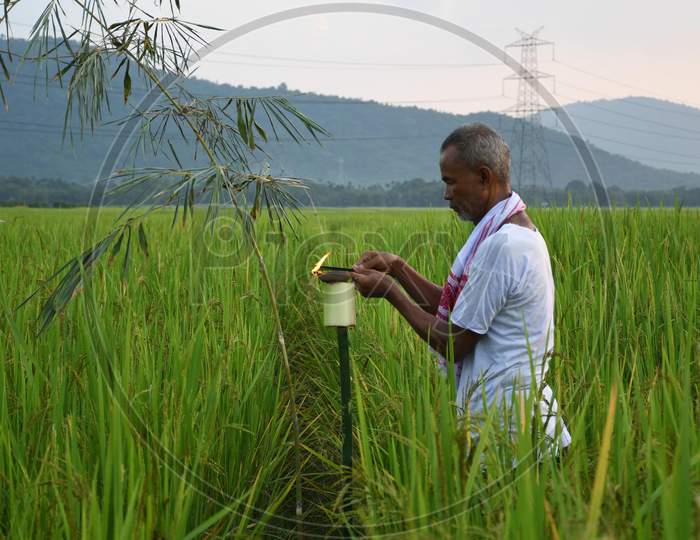 Farmer  offers prayers in his paddy field on the occasion of 'Kati Bihu' or 'Kangali Bihu' festival, celebrated by lightning candles and lamps to ask for the health of the crops, in Rani village on the outskirts of Guwahati on Oct 17,2020.