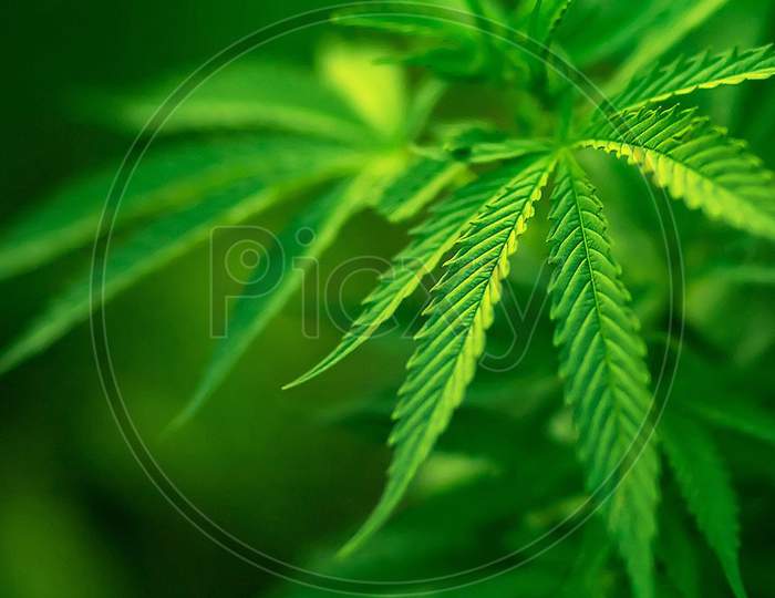 Cannabis sativa leafs
