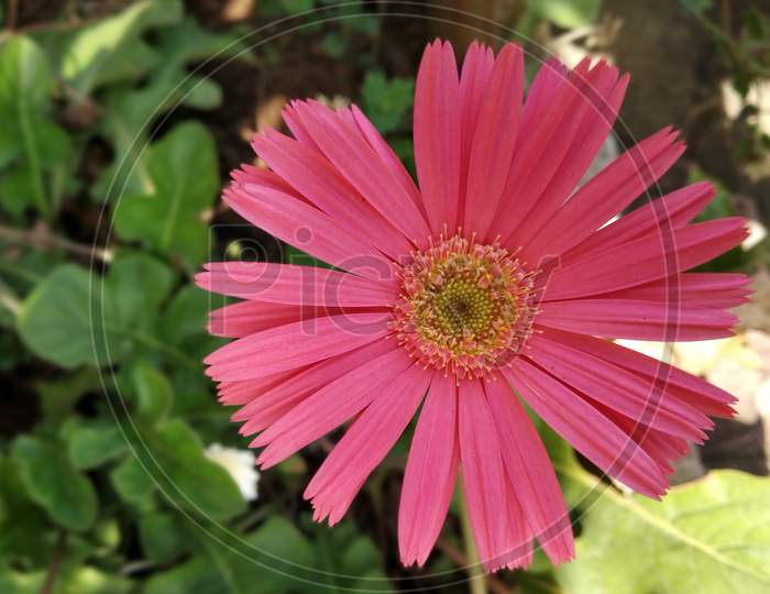 Beautiful Flower in garden