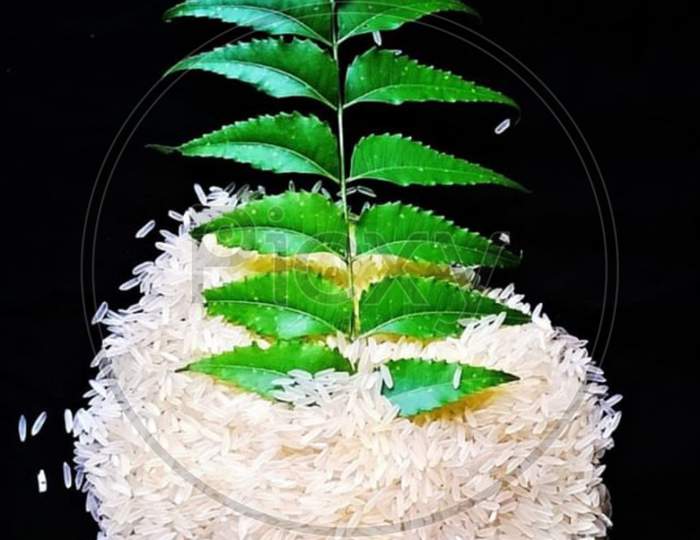 Neem , Rice , Leaf ,  leaf with Rice