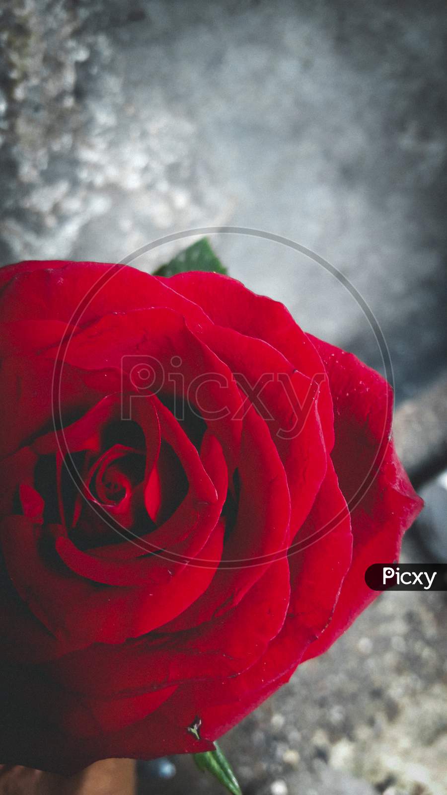 Red rose mobile Photography