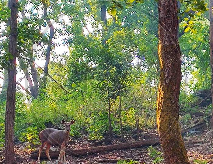 Sambhar deer in its natural habitat