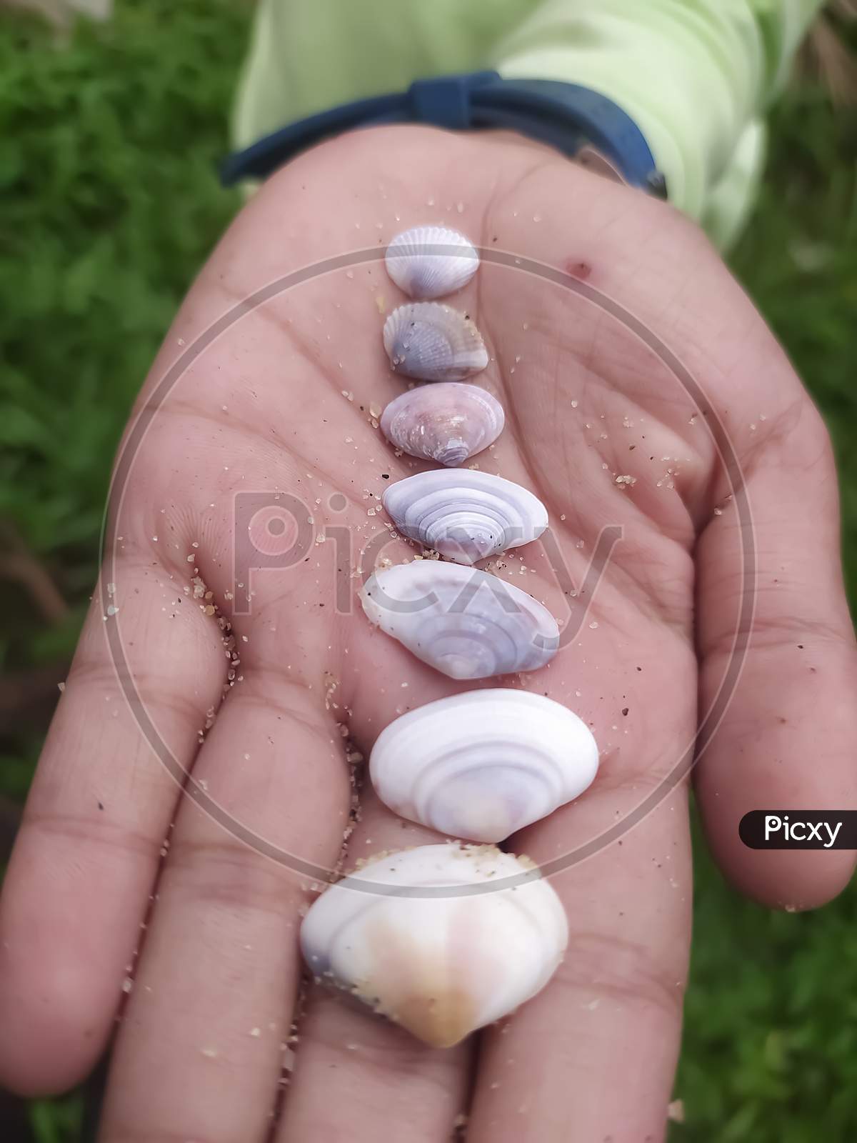 Closeup Of Shells Isolated On A Mans Palm