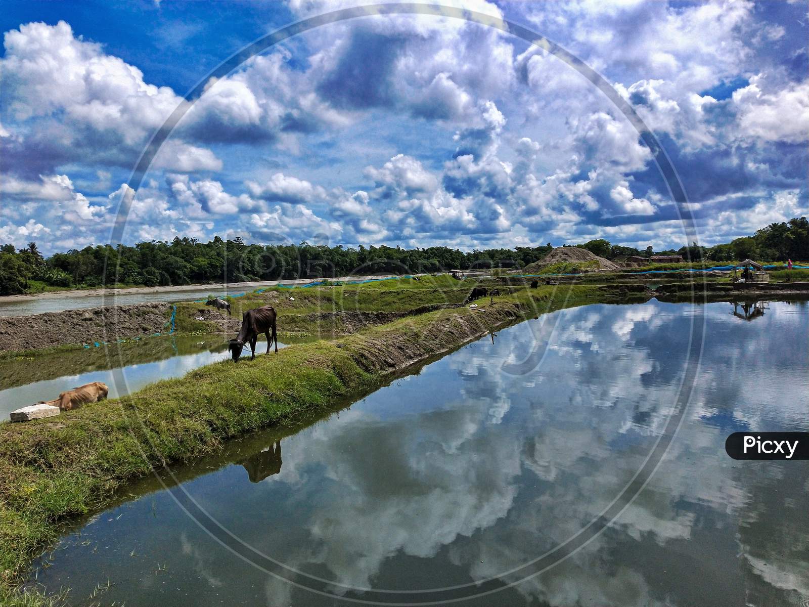 beautiful monsoon blue sky, cow eating grass, sky reflection on water