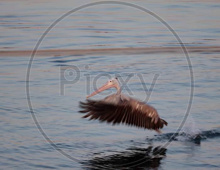 A Pelican Bird Flying Through The Lake Water With Wings Spreading Motion Blur