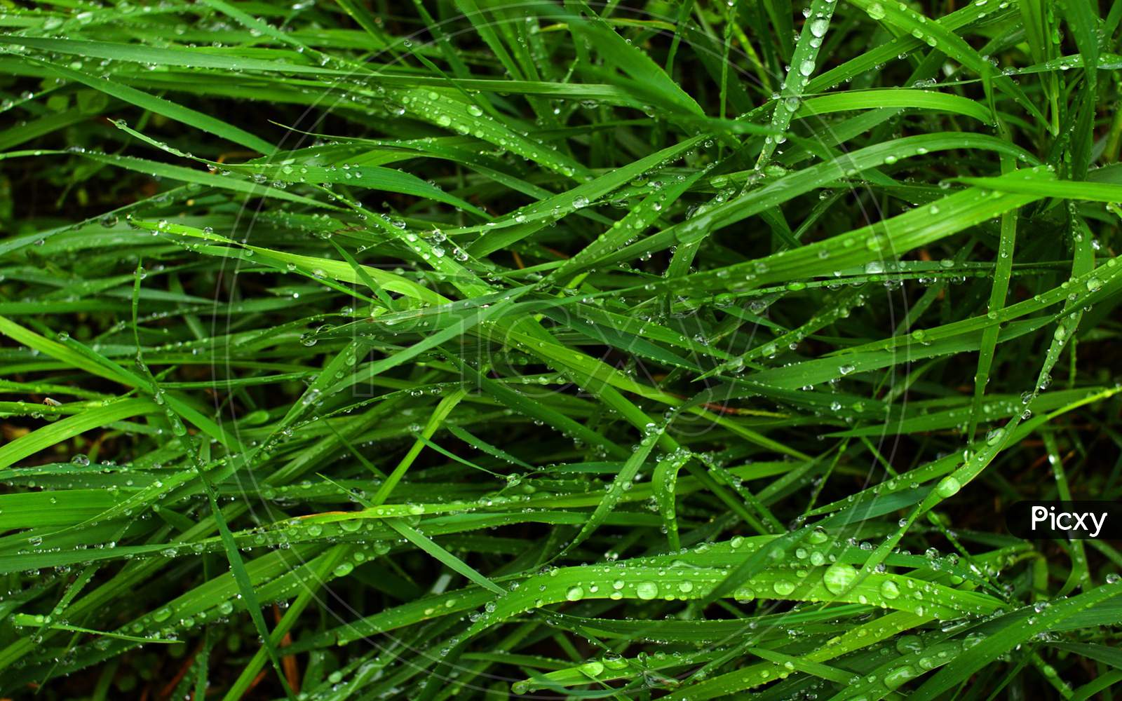 Drops on the grass leaves