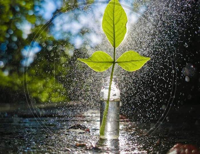 Bell leaves in water bottles