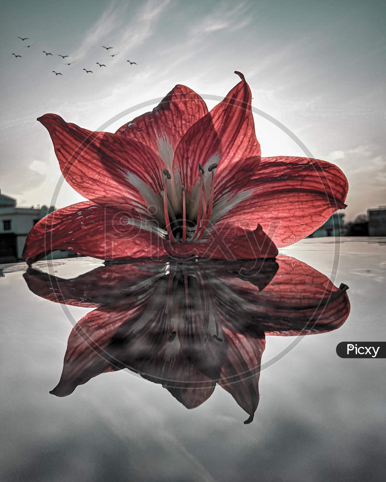 Reflection of flower