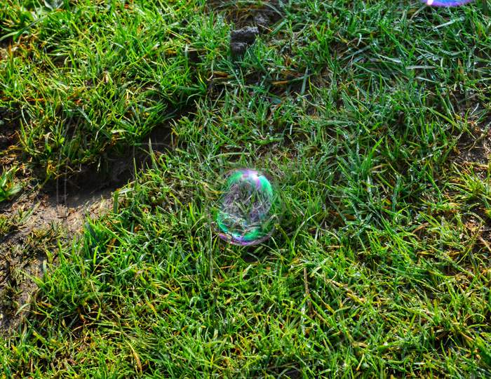 A soap bubble on green grass