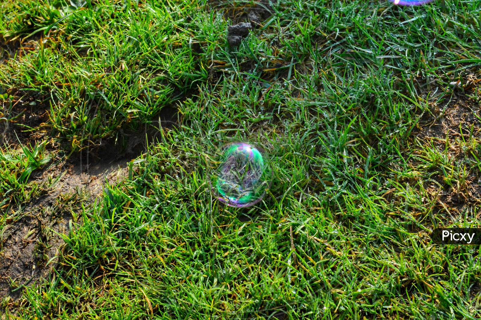 A soap bubble on green grass