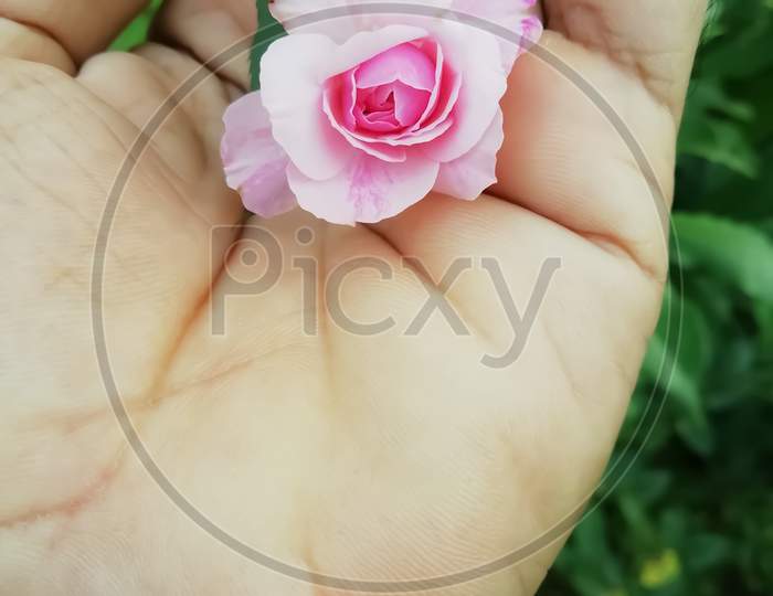 Closeup Of A Small Flower Isolated On A Mans Palm