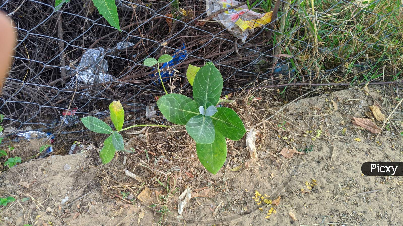 Aak Plant, Scientifically Called Calotropis Gigantea. 'Aak' Is Also Called 'Madar'. The Two Species- Red And White, Are Highly Beneficial From An Ayurvedic Point Of View. ... Its Leaves