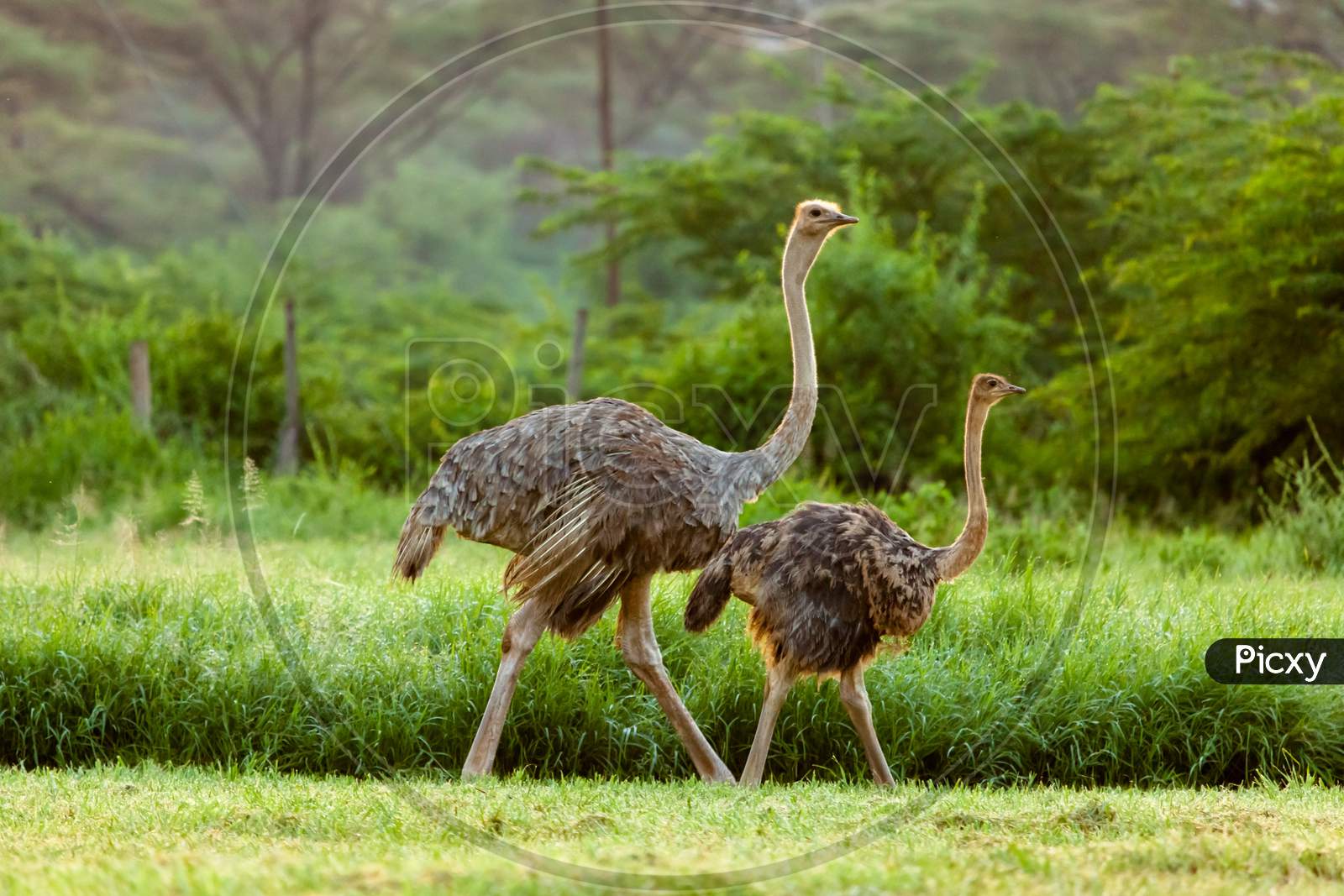 Two Ostrich With A Baby