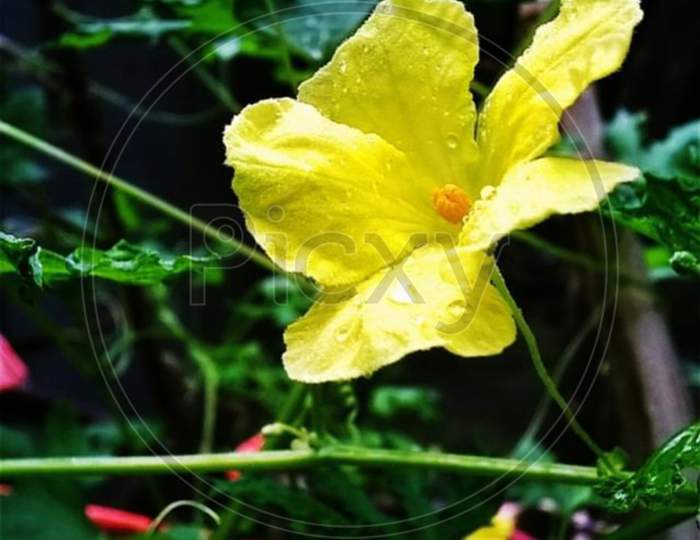 Hibiscus , Flower , yellow Flower