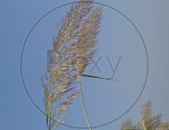 Beautiful sky with grass plant - image