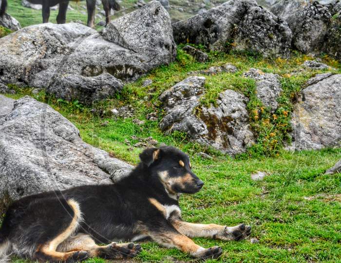 A mountain dog on Triund Hill