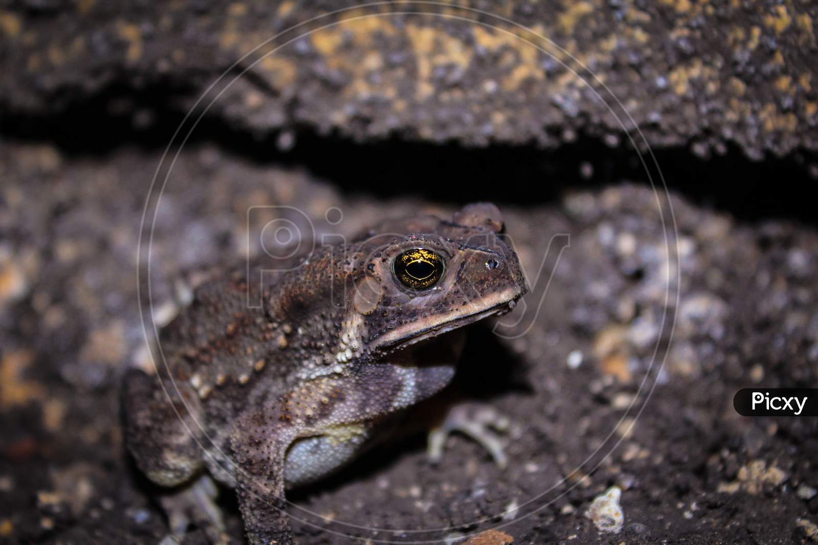 Duttaphrynus Melanostictus Is Commonly Called Asian Common Toad, Asian Black - Spined Toad,