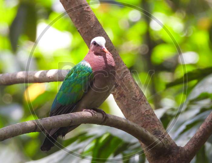 Emerald dove sitting on a tree.