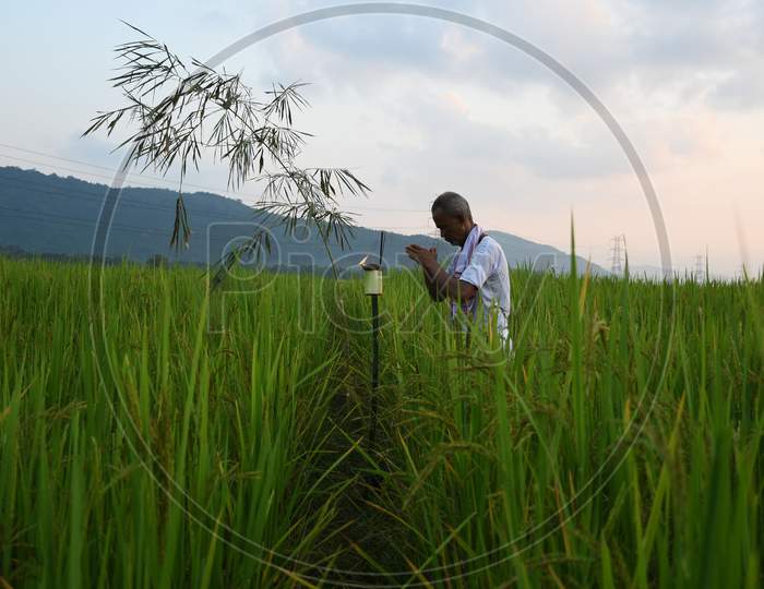 Farmer  offers prayers in his paddy field on the occasion of 'Kati Bihu' or 'Kangali Bihu' festival, celebrated by lightning candles and lamps to ask for the health of the crops, in Rani village on the outskirts of Guwahati on Oct 17,2020.
