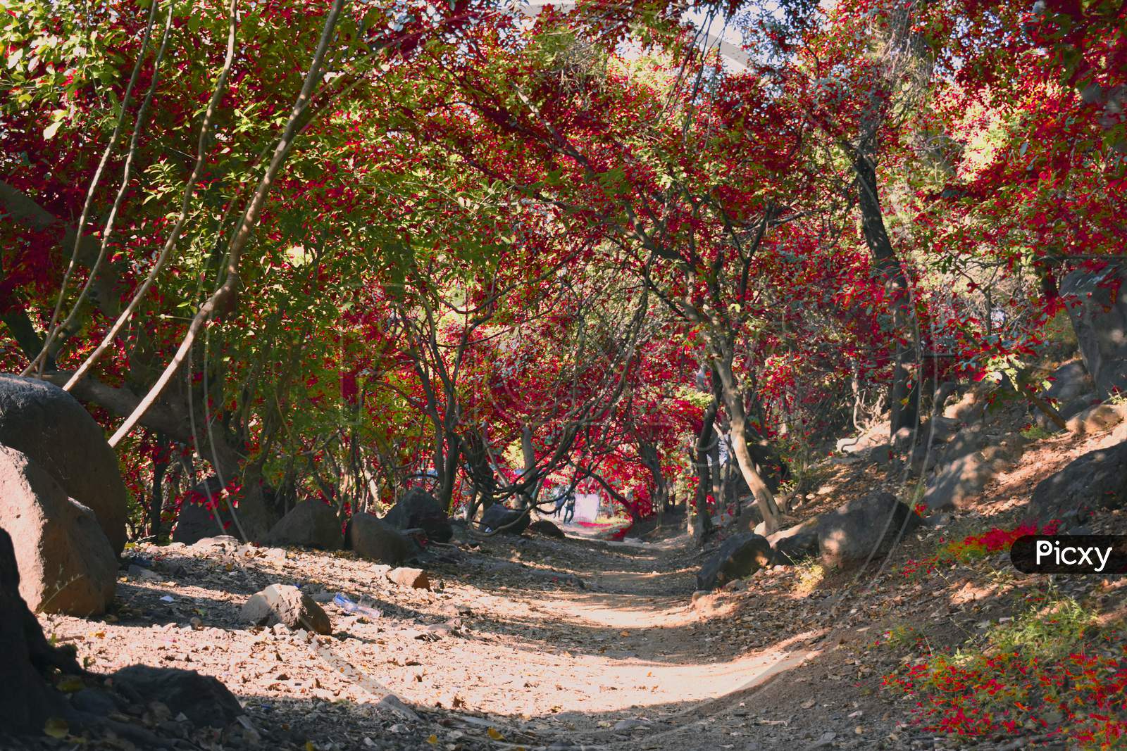 A Beautifull Reddish Trees Beside A Forest Road Leading Inside The Forest