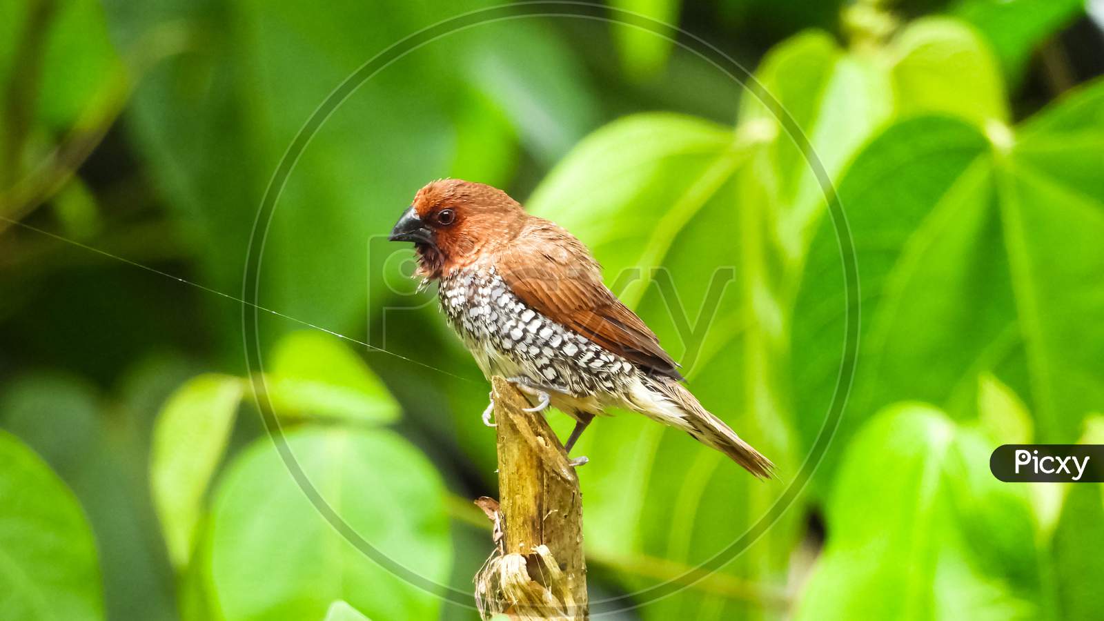 Scaly breasted munia resting.