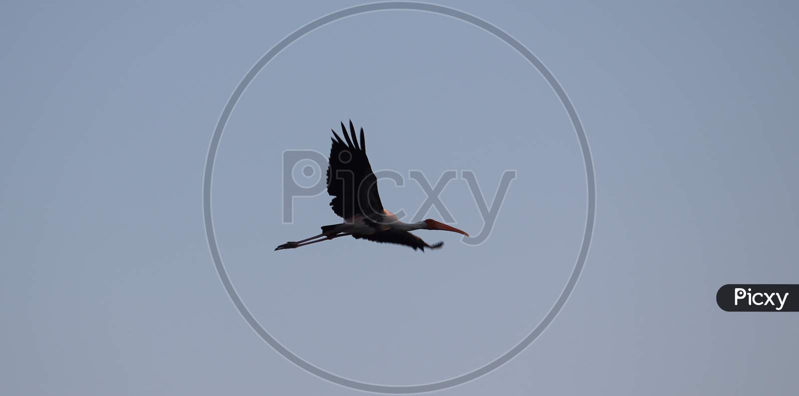 A Stork Bird Flew Into The Sky In The Morning In Search Of Food Before Sunrise