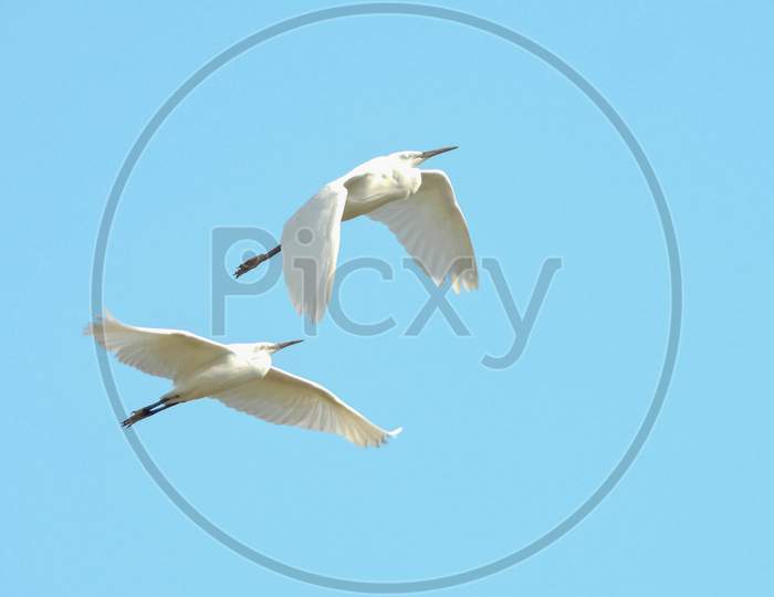 Two Little egret  flying..