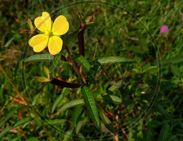 A Yellow Flower Ludwigia Octovalvis Is A Herbaceous Plant Species. Ludwigia Octovalvis Belongs To The Genus Ludwigior, And The Family Downyx Plants.
