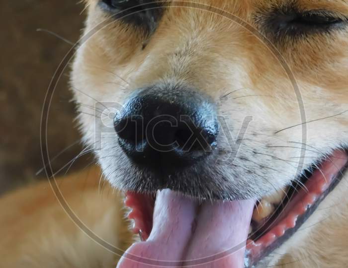 Closeup View Of Tongue And Nose Of A Dog