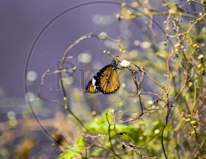 Butterfly nature photo