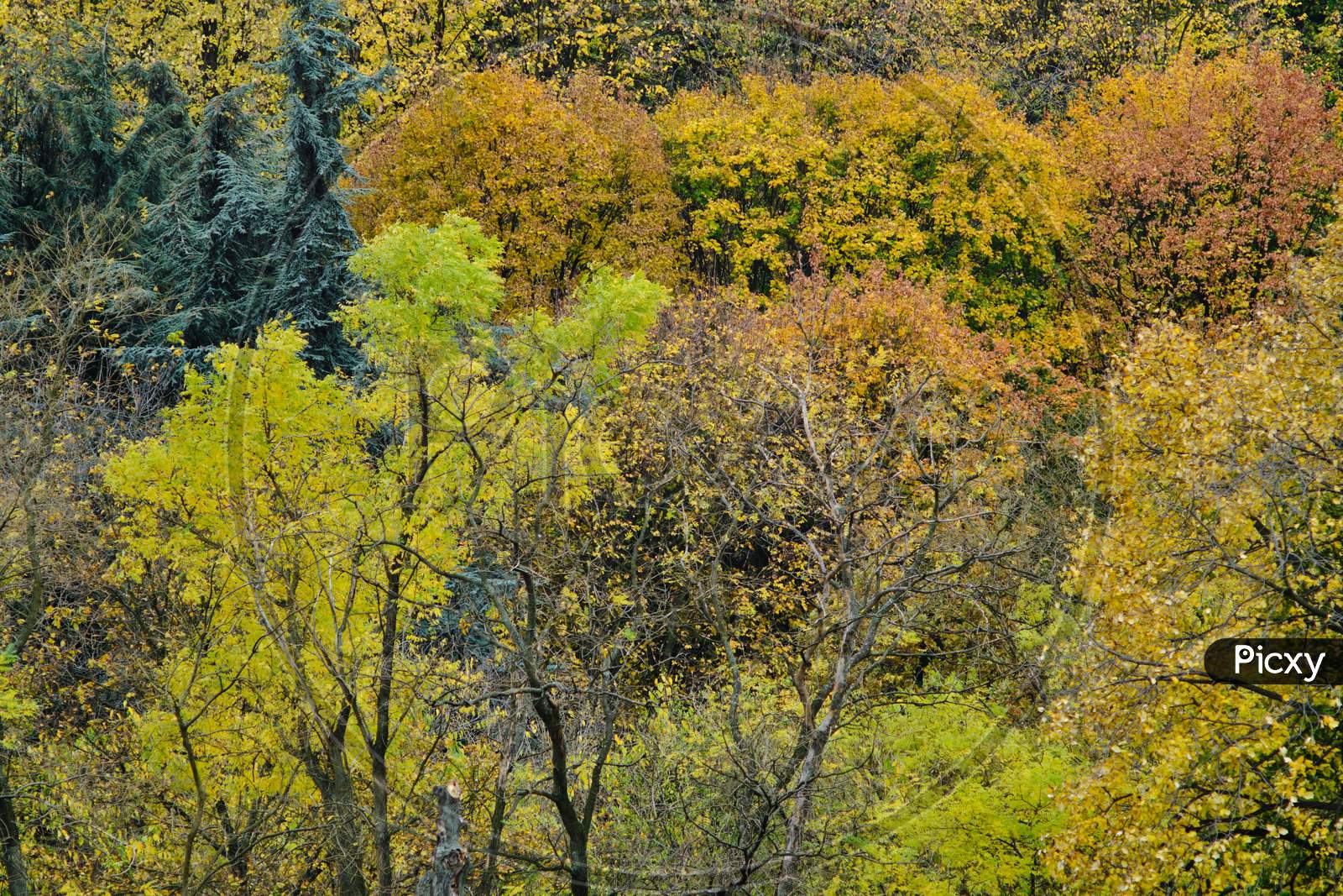 Autumn Leaves And Trees Foliage In Kosutnjak Park In Belgrade, Capital Of Serbia