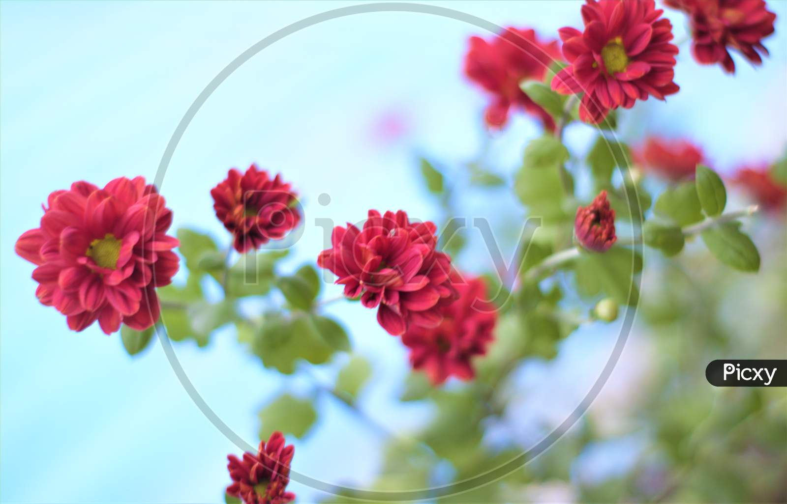 Red Shewanti -Red Chrysanthemums