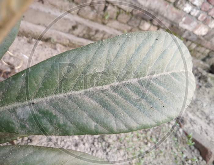 Big dusty leaf photo.