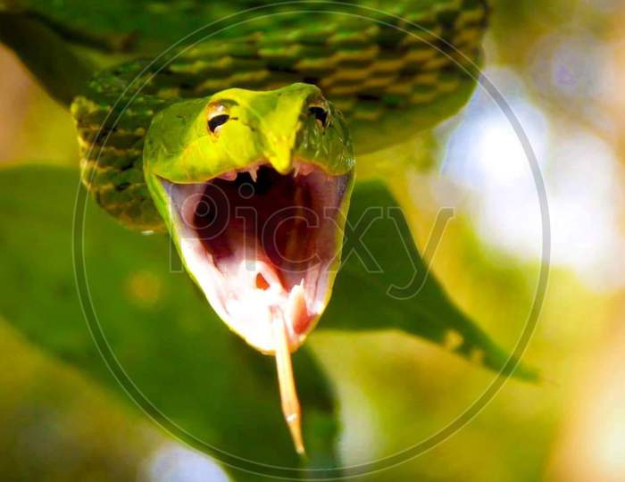 Green vine snake (Ahaetulla nasuta)