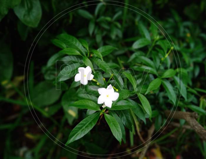 'Crepe Jasmine' flowers- white flowers with Yellow centres grown in the field.