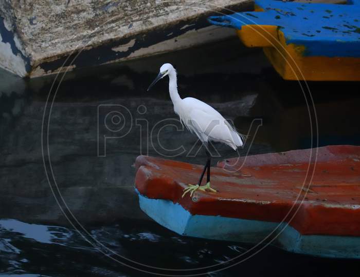 A White A White Little Egret L Sitting On A Wooden Boat