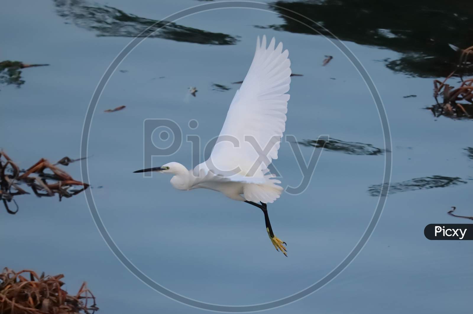 A White Heron Flying Over The Lake Water, Little Egret