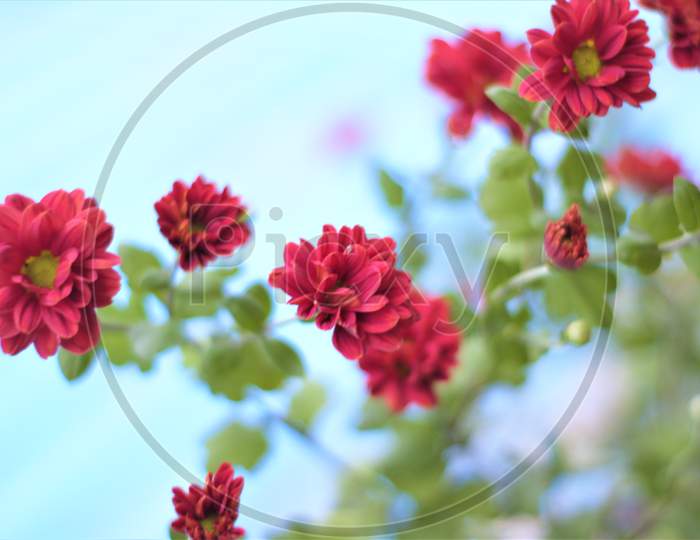 Red Shewanti -Red Chrysanthemums