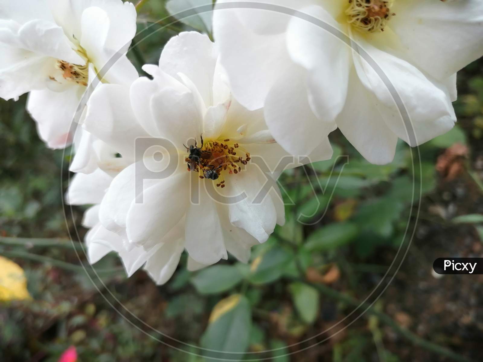 White Rose with insects🌼🐜