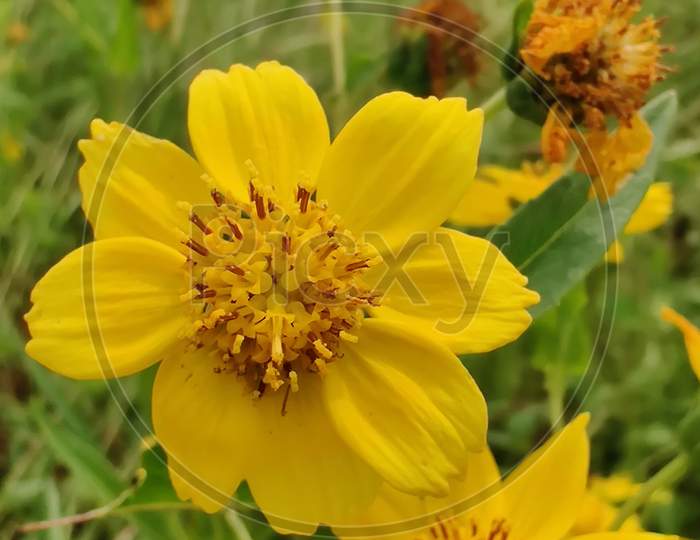 Flower yellow colour