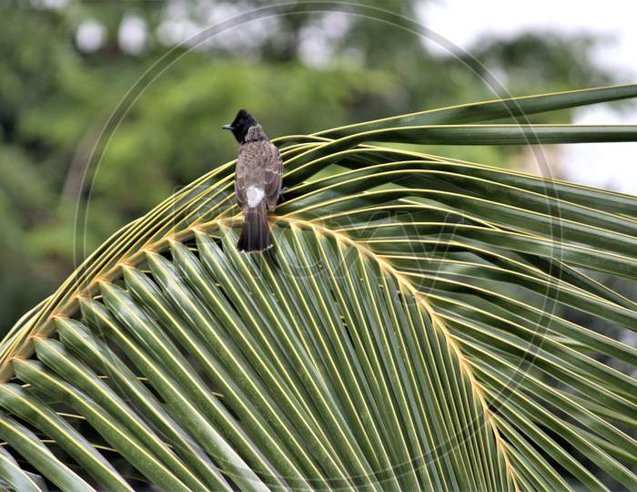 Bird nightingale - Bird Bulbul