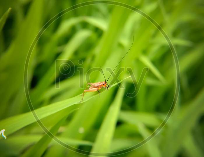 Picture Of An Unknown Orange Cricket On Rice Plant Leaf In Water