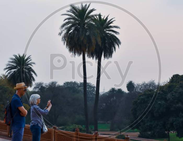 Foreigners visit place. Palm tree plant tree