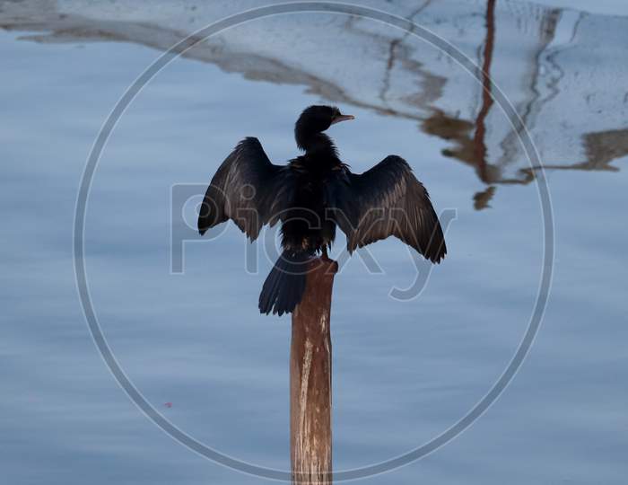 A Black Cormorant Bird Sitting On A Dry Wooden Stick With Its Wings Spread