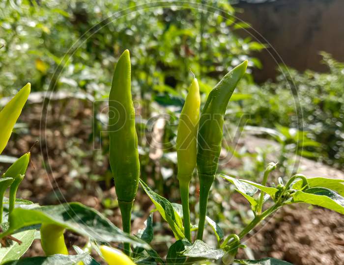 A Bunch Of Green Chillis On Plant Stock Photo. Himachal Pradesh