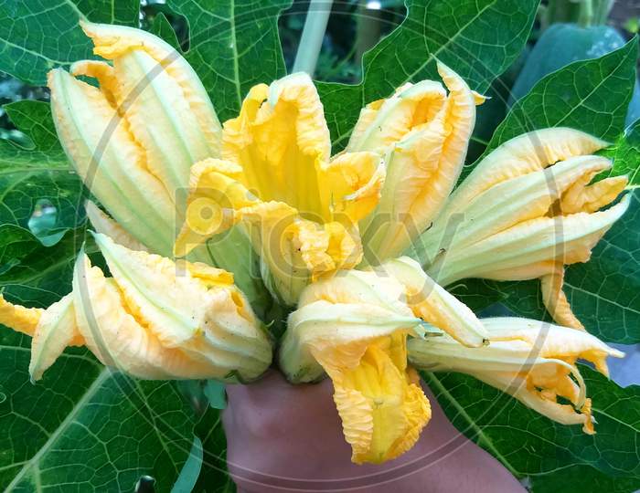 Bunch of zucchini or pumpkin flowers held in the hand