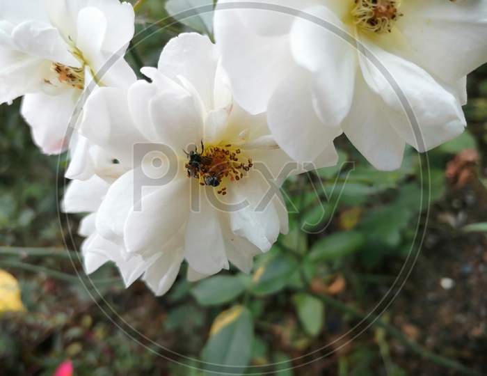 White Rose with insects🌼🐜