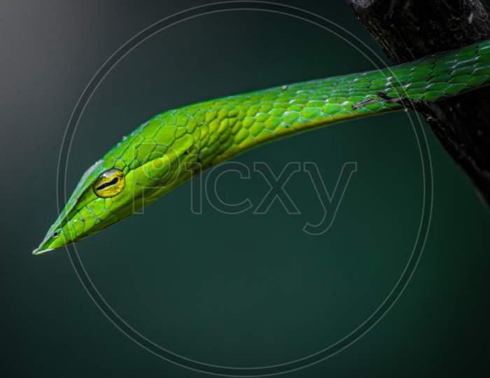 The green vine snake.